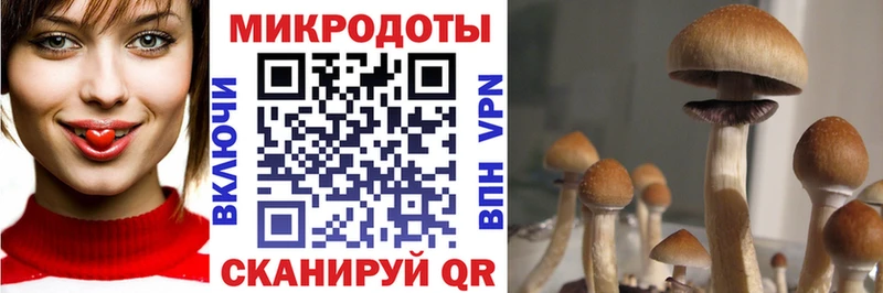 дарнет шоп  Медынь  Галлюциногенные грибы GOLDEN TEACHER 